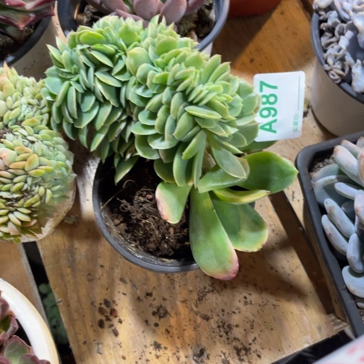987 满20包邮脱土发货