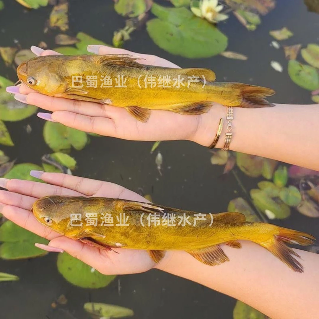 【黄骨鱼】黄颡鱼黄骨鱼黄辣丁昂刺鱼苗活体耐活好养