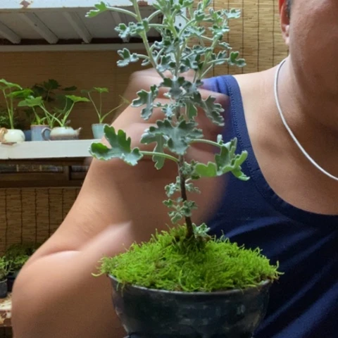 红陶一物一拍所见即所得232