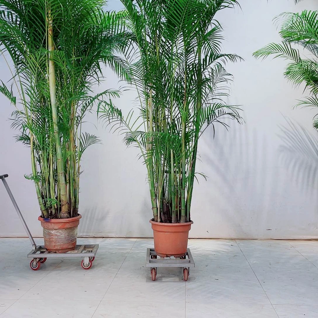 弥**事24566778990999