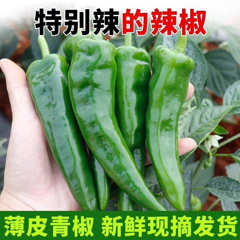 龙福椒5斤新鲜现摘特辣青辣椒薄皮露天农家蔬菜腌制咸菜3斤五彩椒