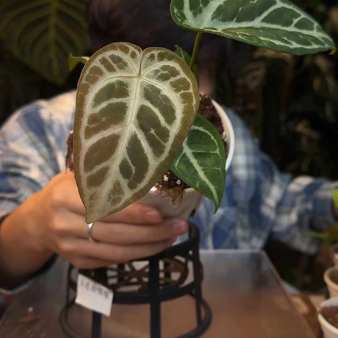 完全开放L19skg银杂银色闪光