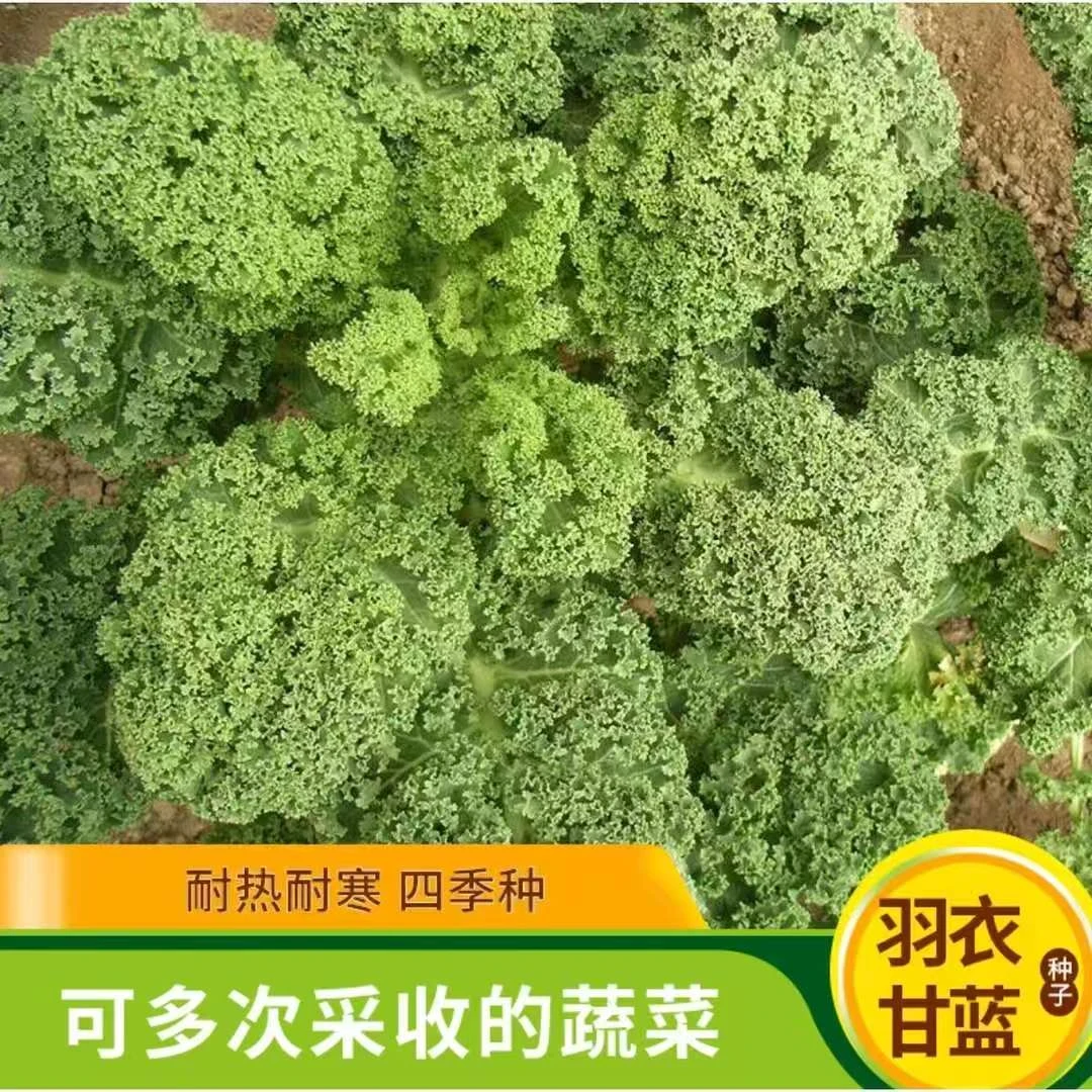 【羽衣甘蓝种子】家庭小院阳台抗寒耐冻四季盆栽地栽可食用商品图