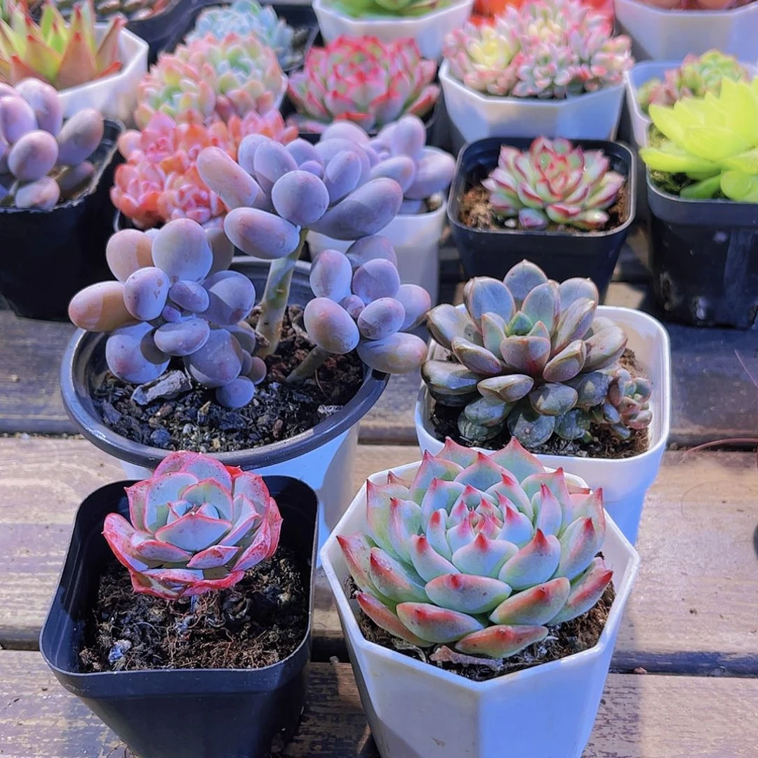 芭比奶。吉娃娃。克罗地亚。葡萄