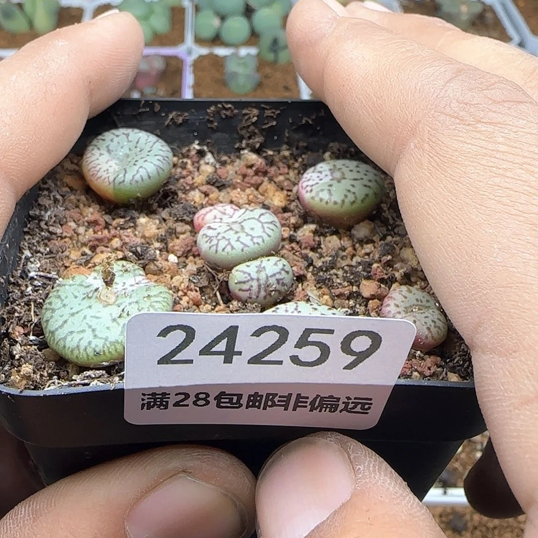 青*脱土年后发货24259