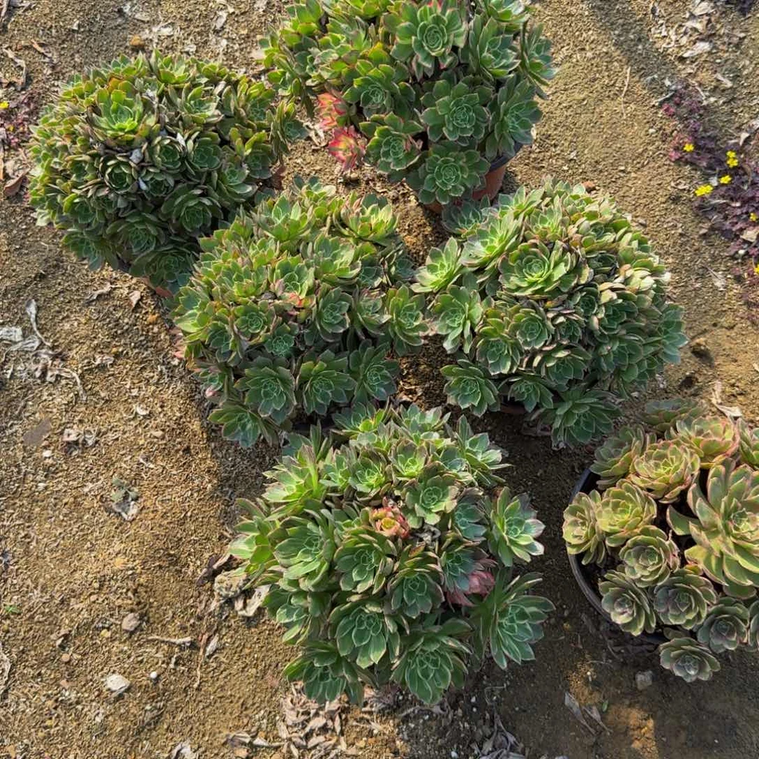 万花筒一个。多肉植物