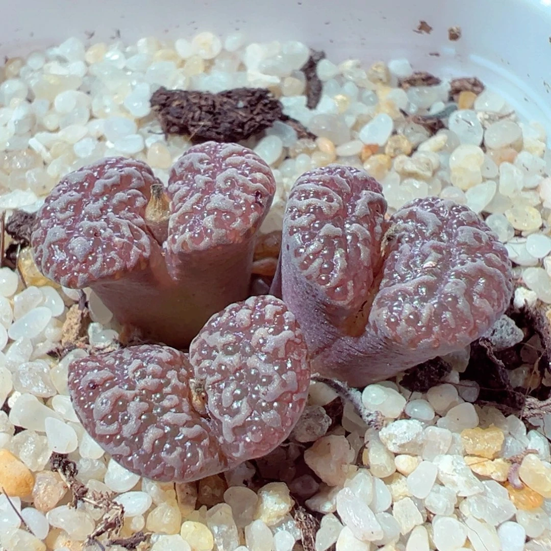 928-169多肉多肉鱼子酱
