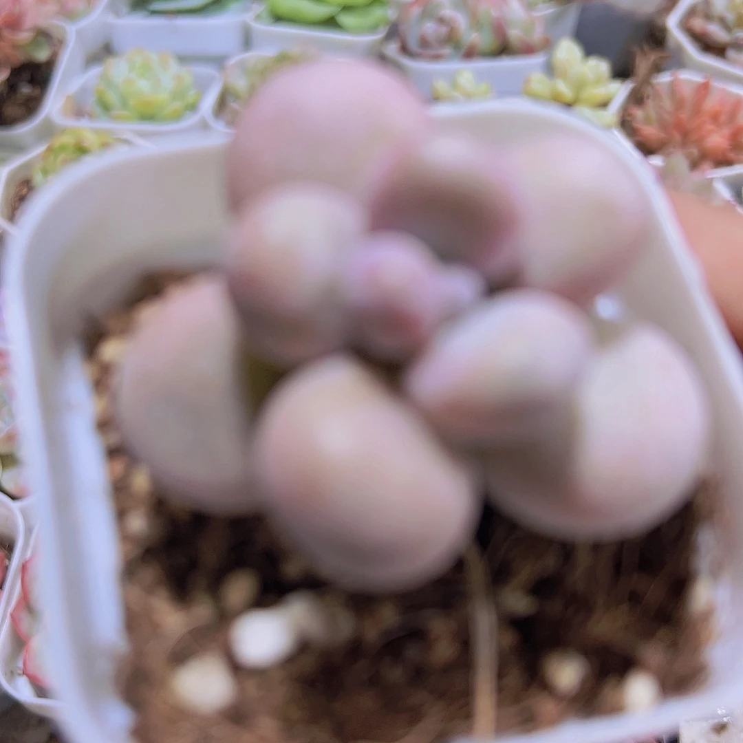 文斯通奶酪19包邮多肉植物