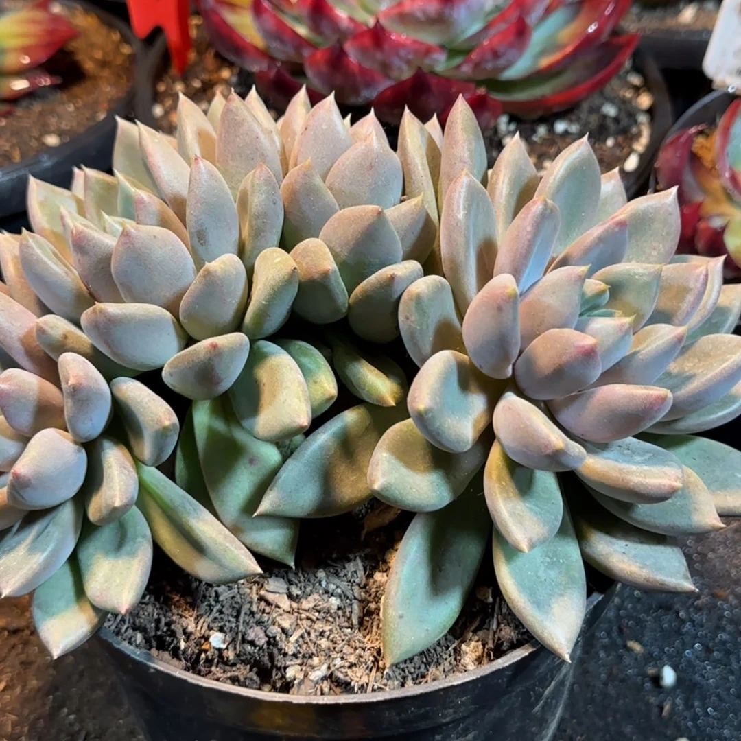 红象牙朵朵一物一拍包装收缩花旱
