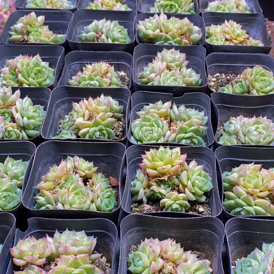 171的我是一个人的