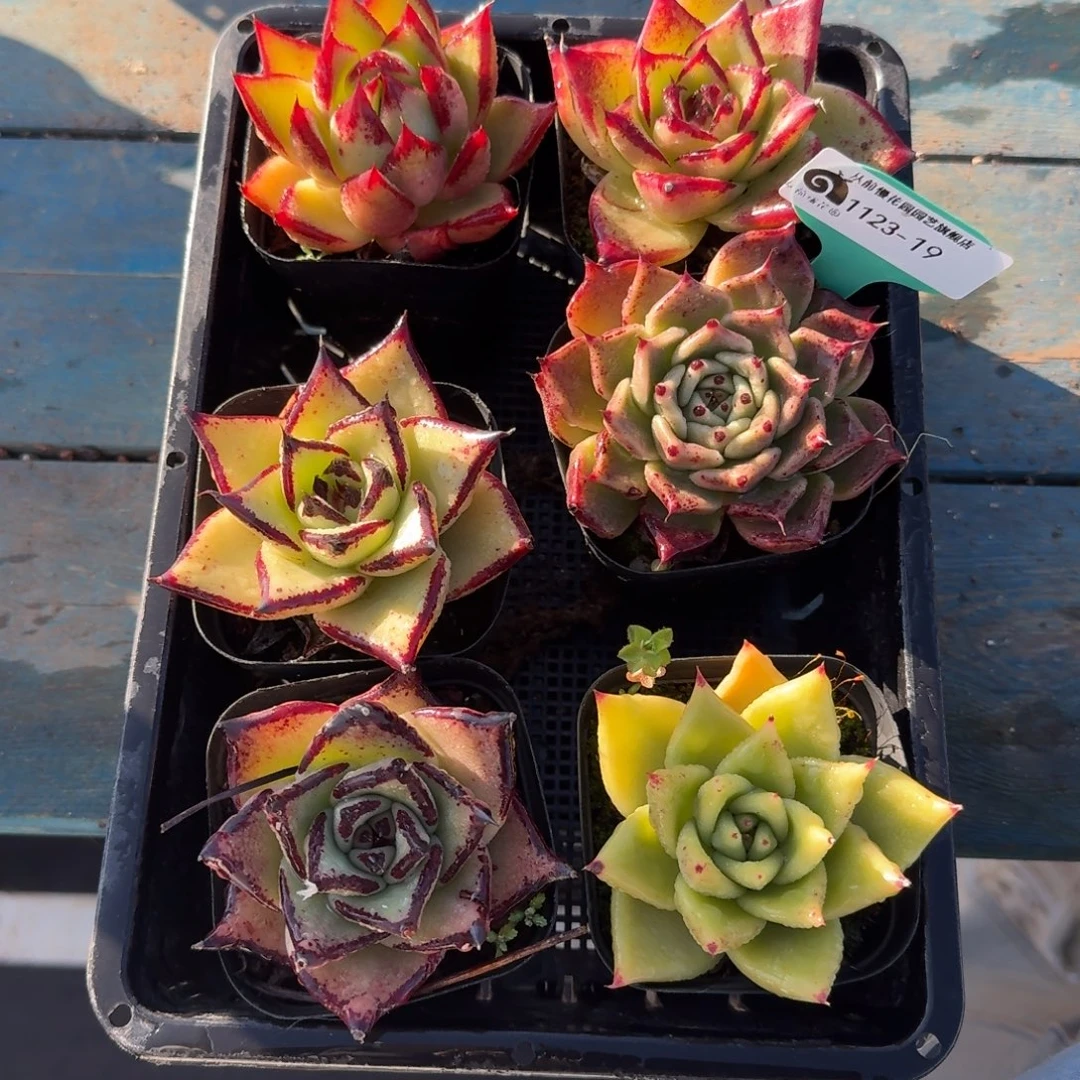 从前慢多肉精选编号1123.19