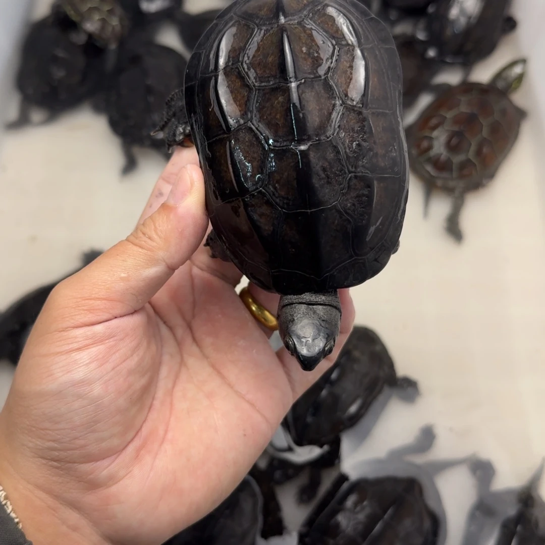 绿毛龟公苏北墨龟