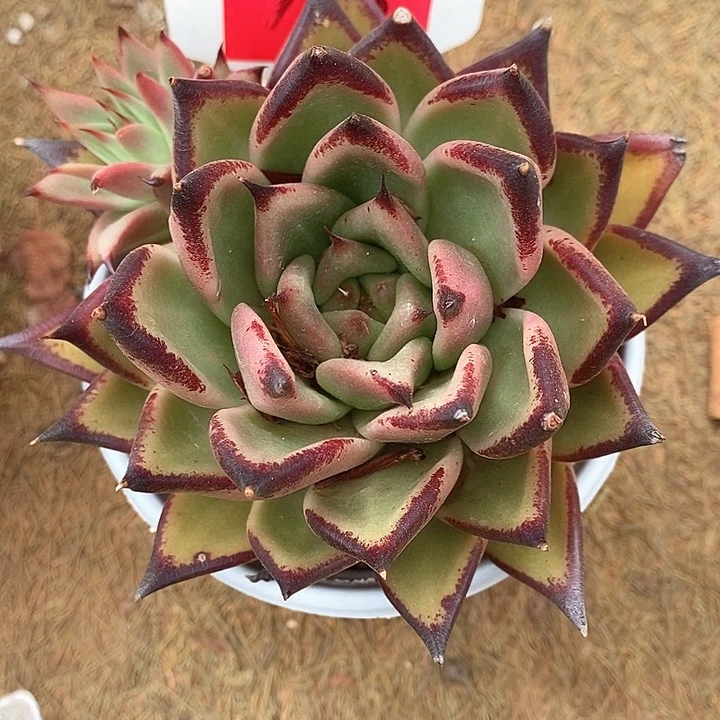 708-直播福利东云