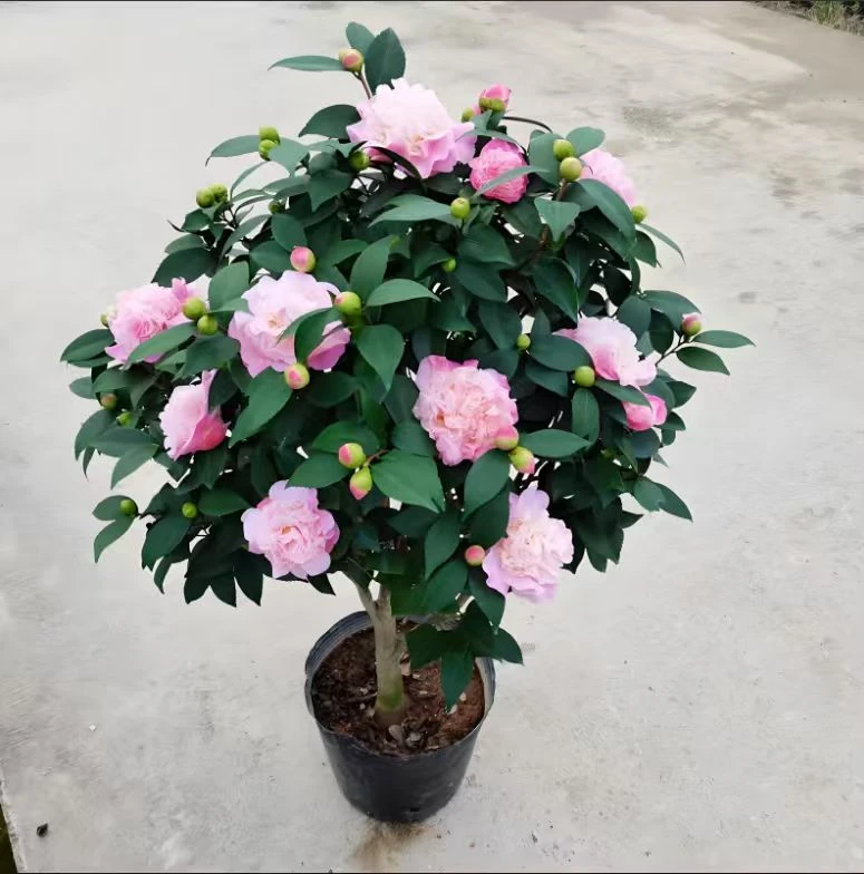【加大加高70-90cm】粉色香妃茶花原盆原土带花苞发