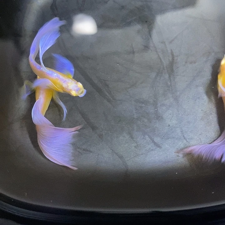 紫白飞船孔雀鱼孔雀鱼