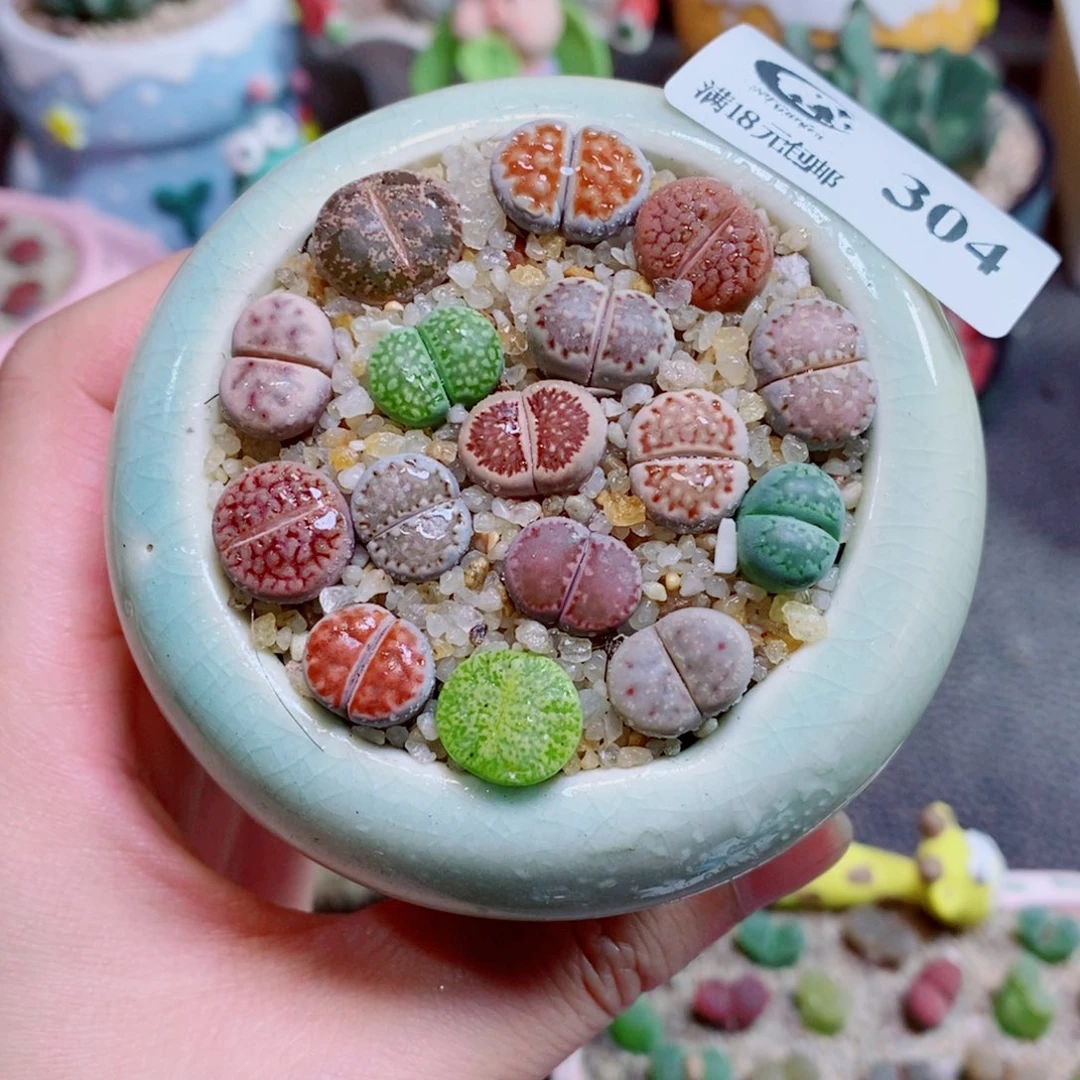 生石花花花花花花花304