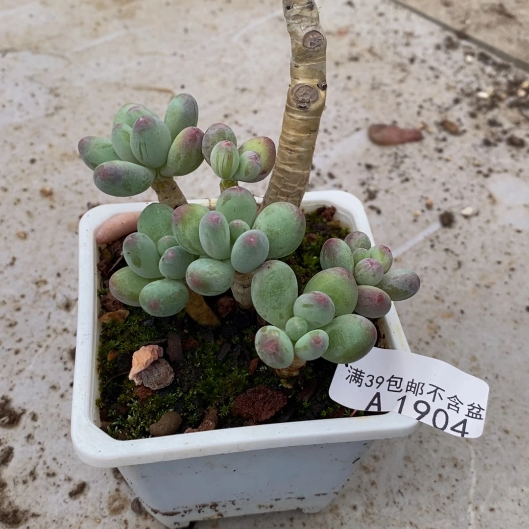 1904苹果奶7cm多肉