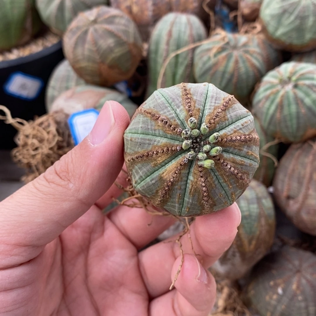 10 欧系实生布纹球多肉植物