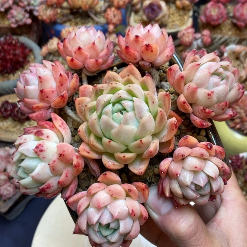 【闪购商品】女王群