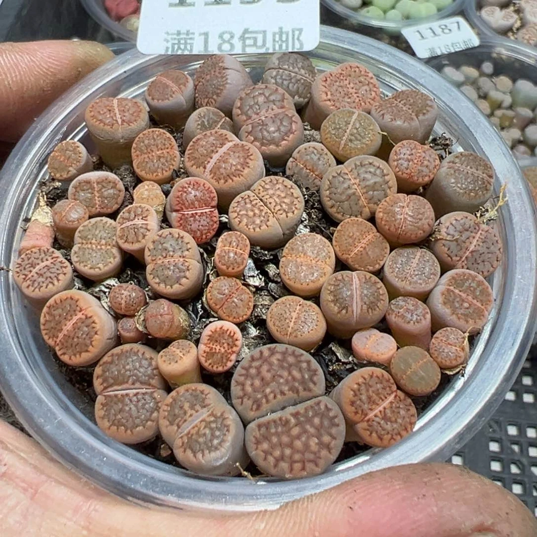 【闪购商品】 1193。
