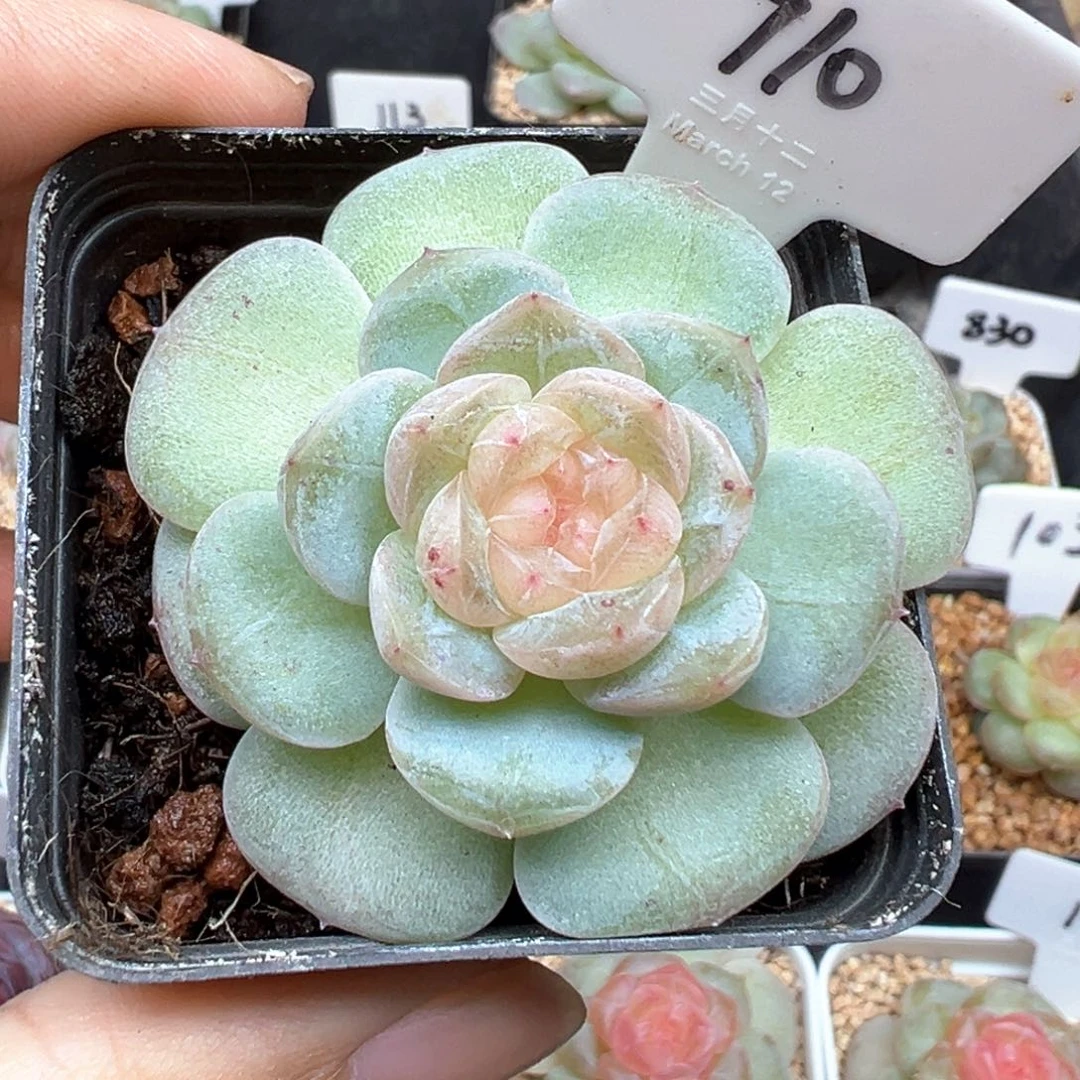 A****710号风花雪月系列星月