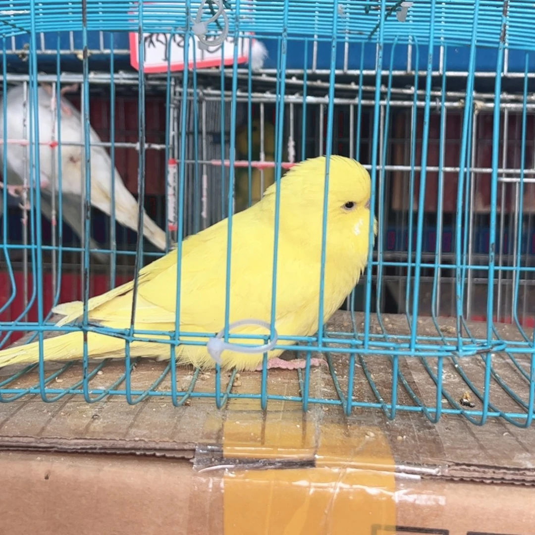 虎皮鹦鹉我的小姐姐