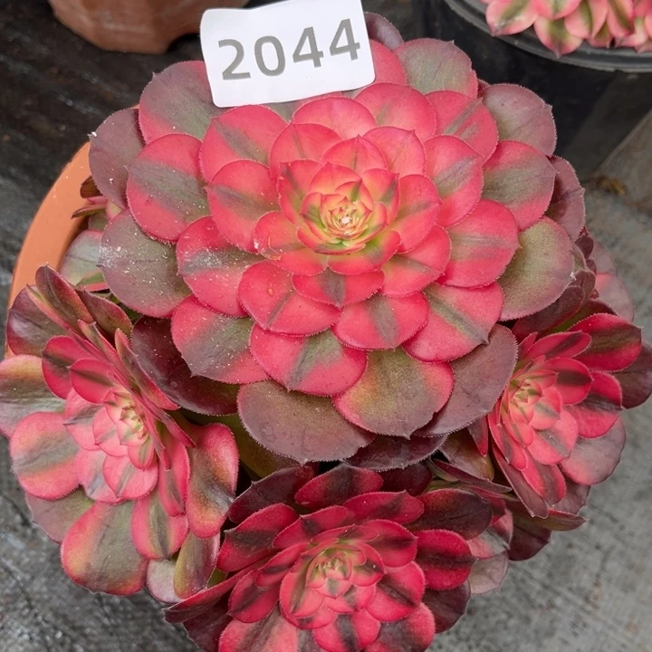 红荔枝特价多肉发货