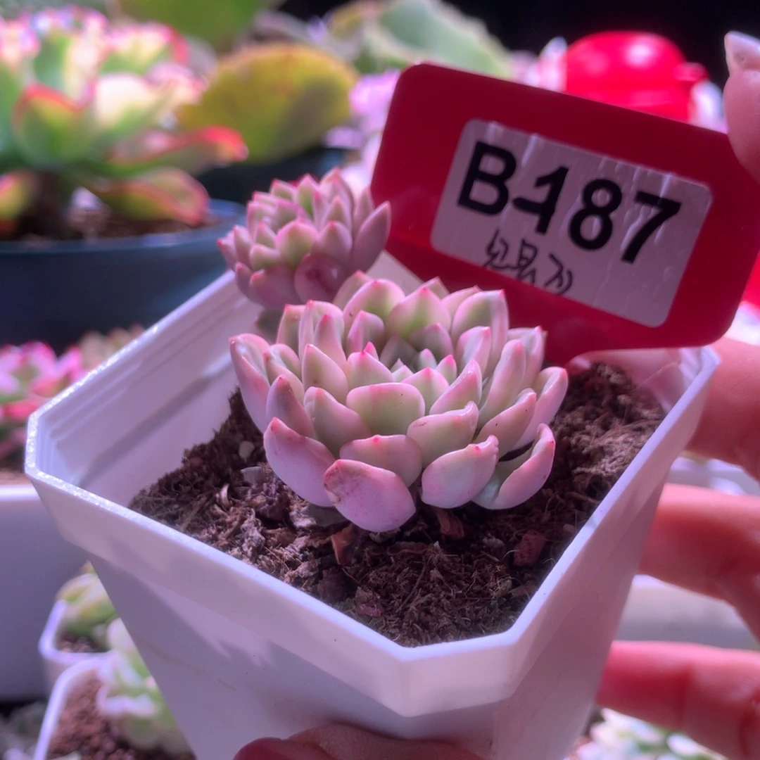 红宝石覆轮锦双头有根