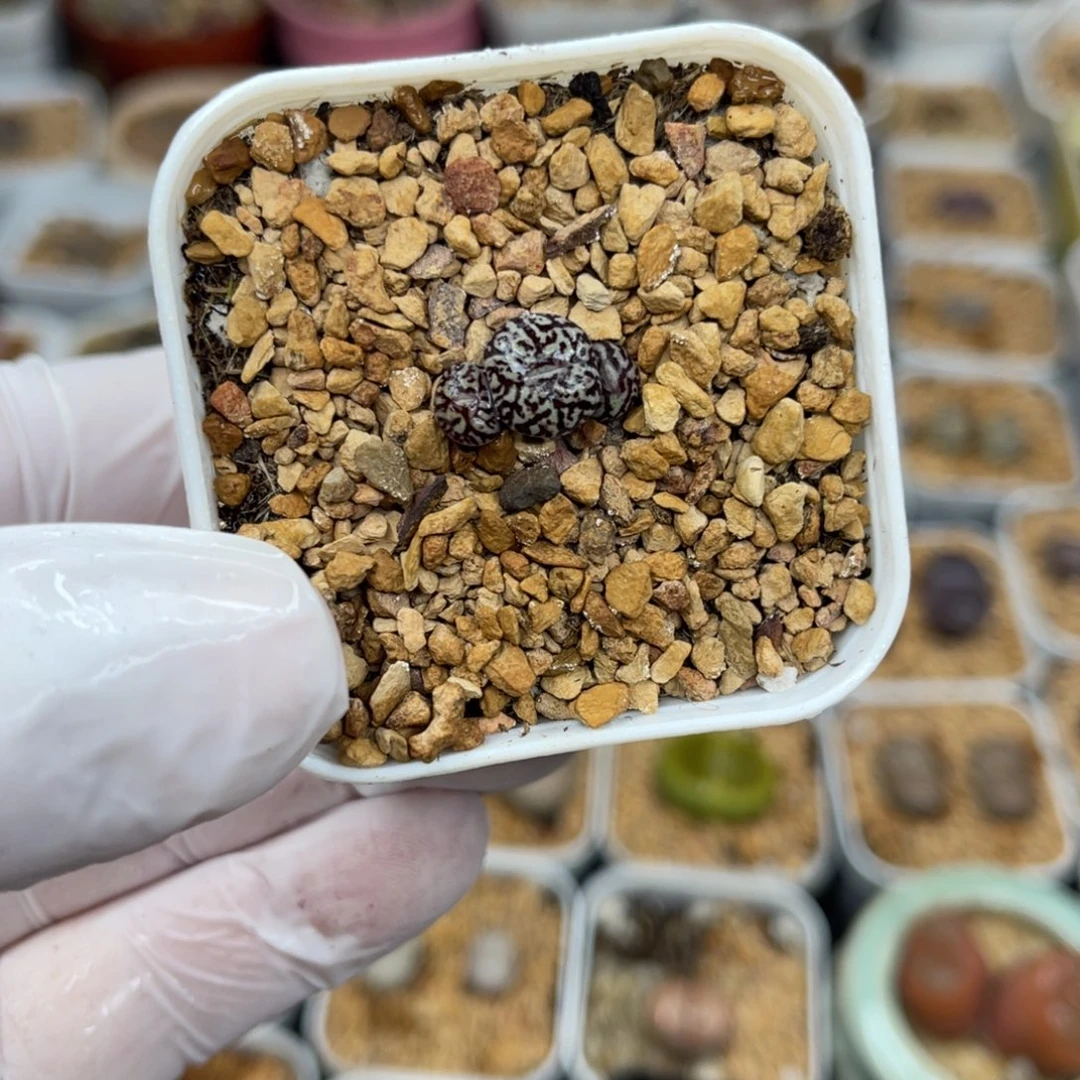 多肉植物一物一拍13
