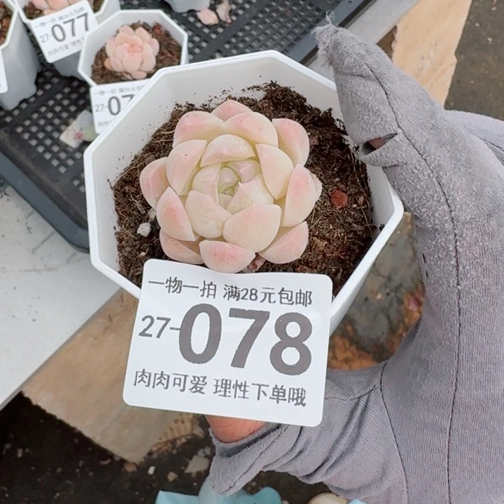 白桃汽水无盆土无盆土发货