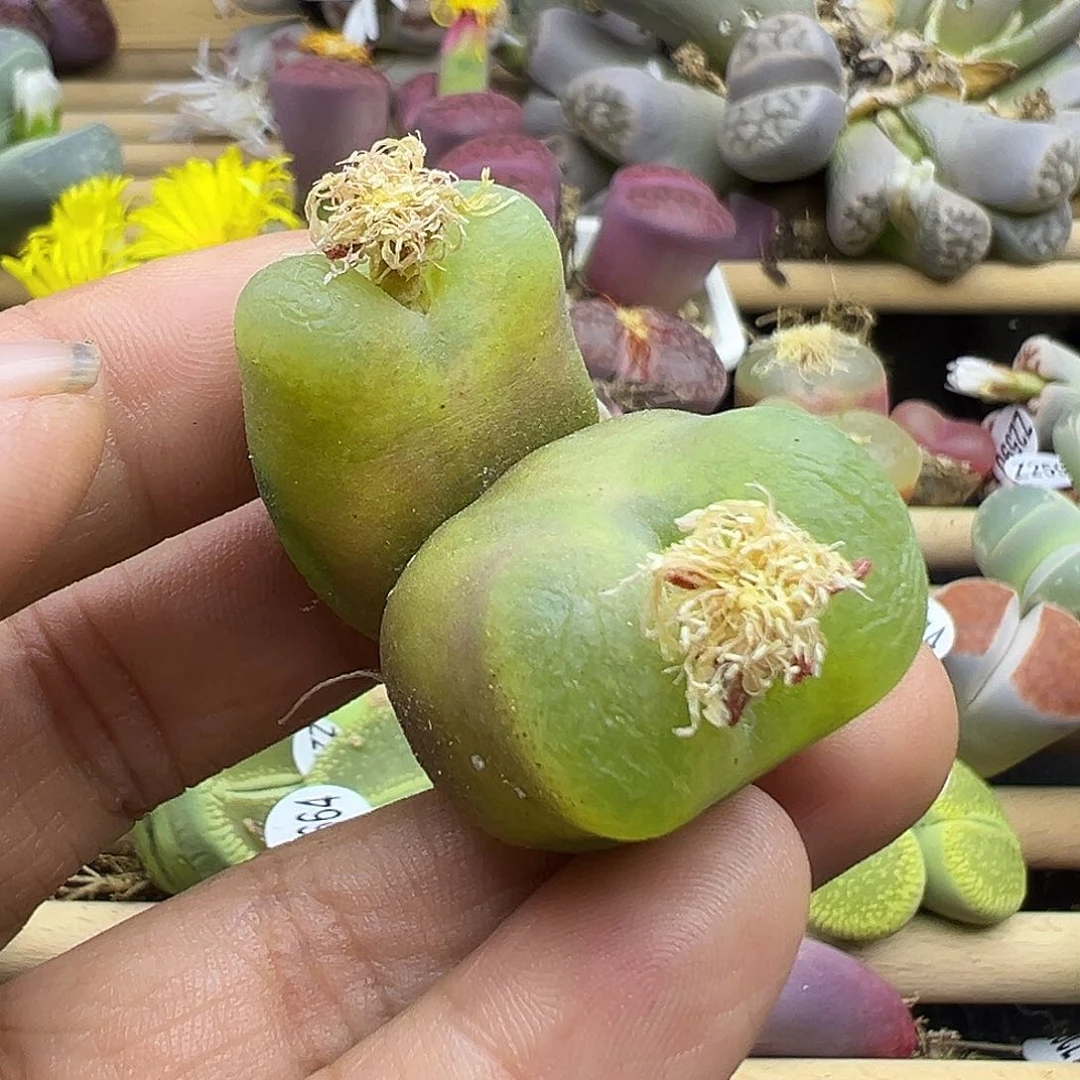 2684 生石花肉锥双十二清货不售后