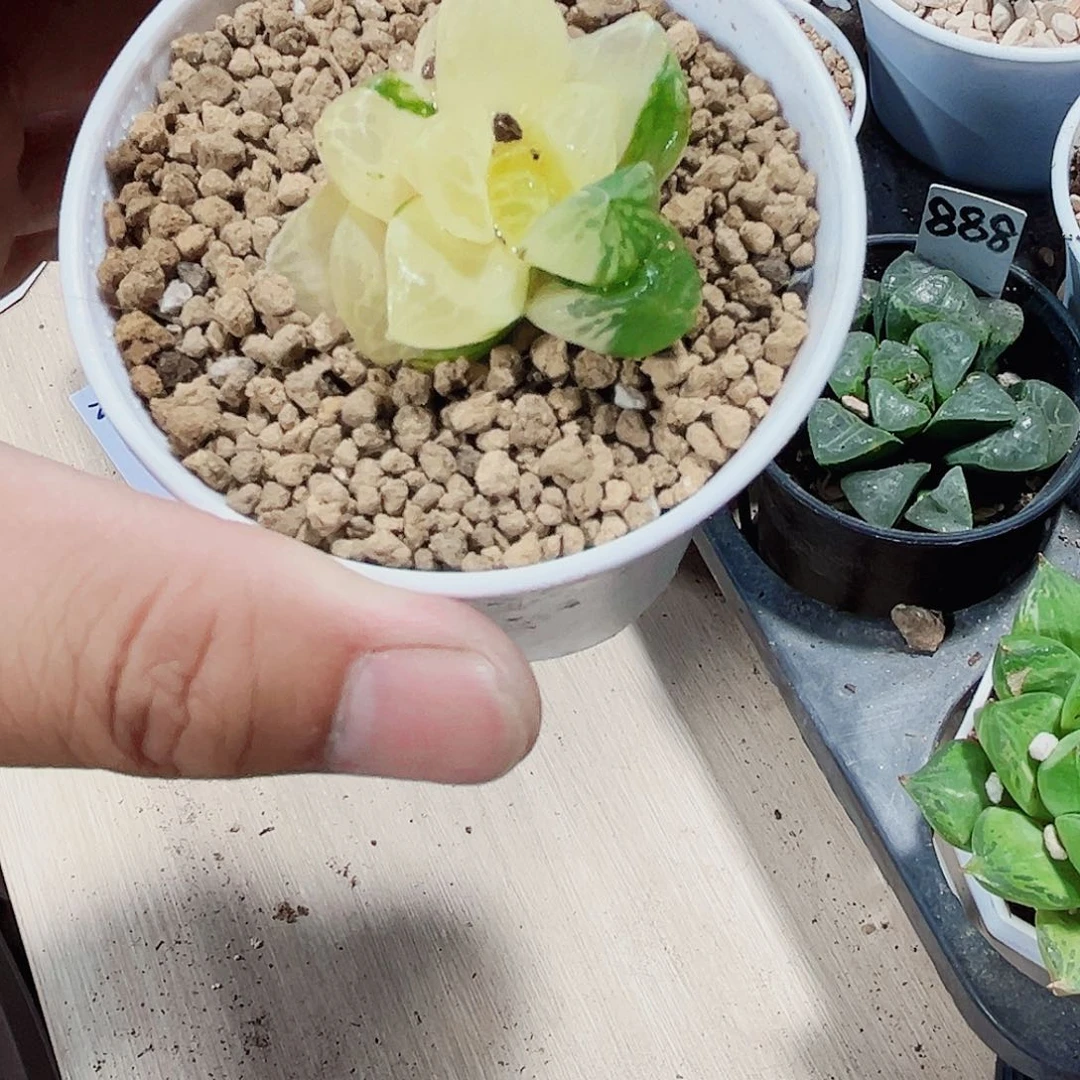 苏州雨露锦新手好养
