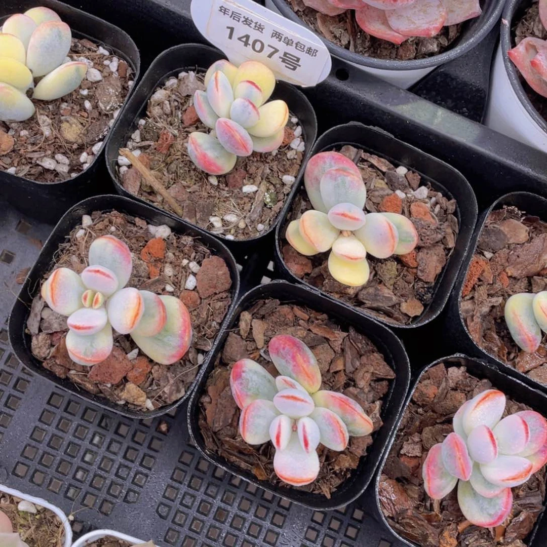 1407号炫彩乒乓福娘锦一个