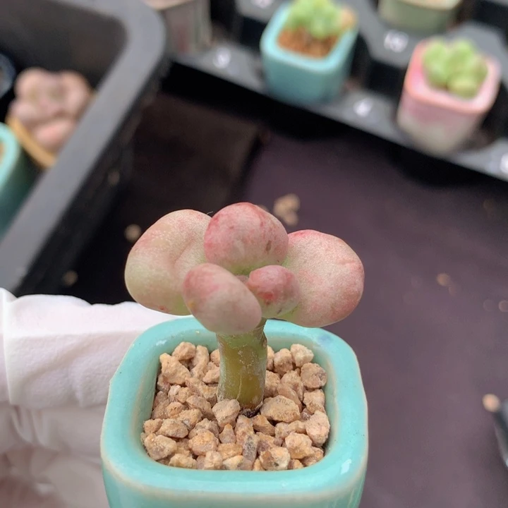 老版油煎丸子 粗杆 颜色干净稳定