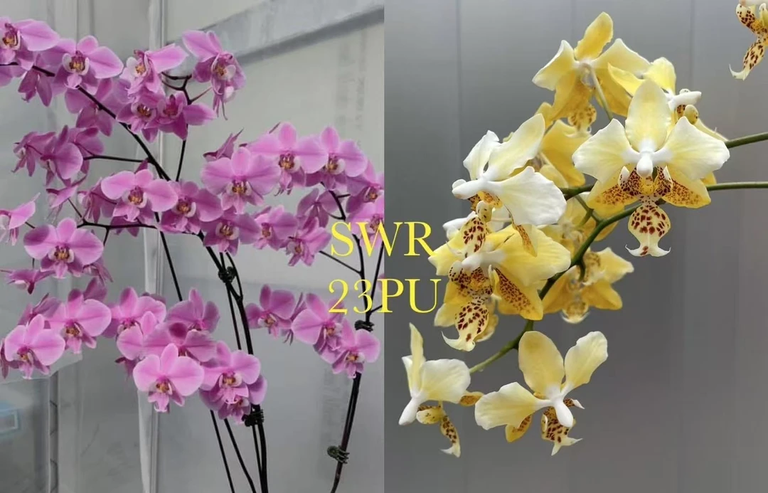 【安娜&量拍】1.7寸 SWR 23PU 西交黄史-苗 原生趣味兰 蝴蝶兰花