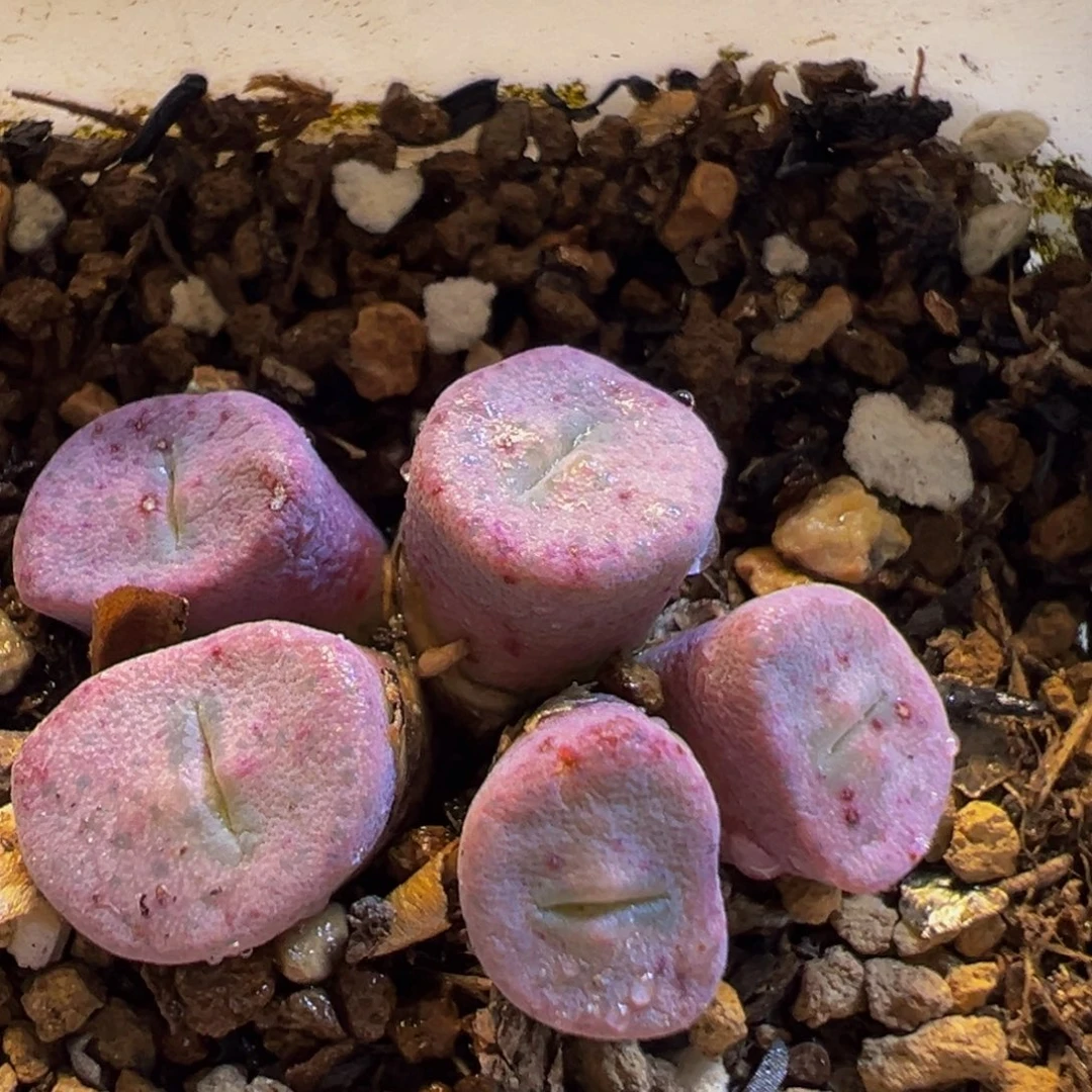 146多肉植物百科纽扣