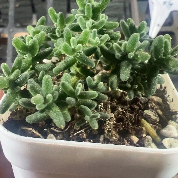 蜜橘糖球枝干精品多肉植物