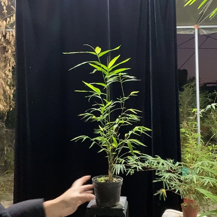 完全开放内门竹内门竹内门竹