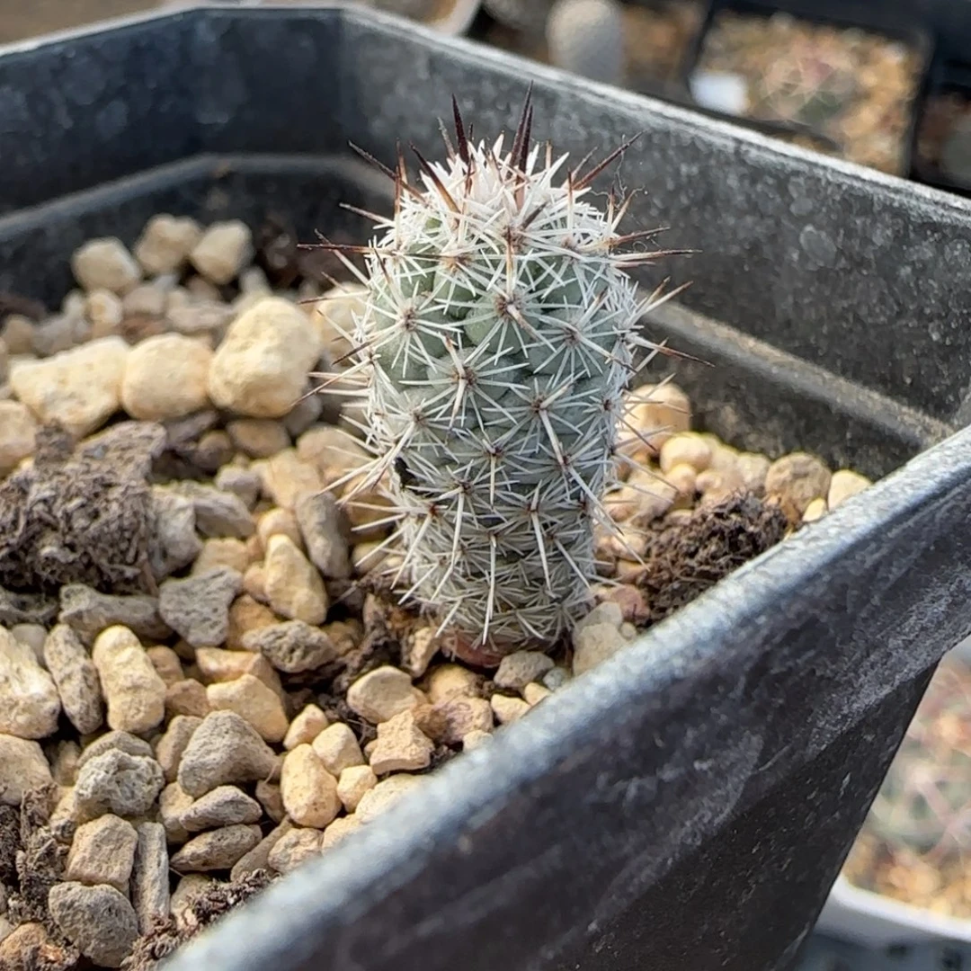 040实生马贼多肉1.1