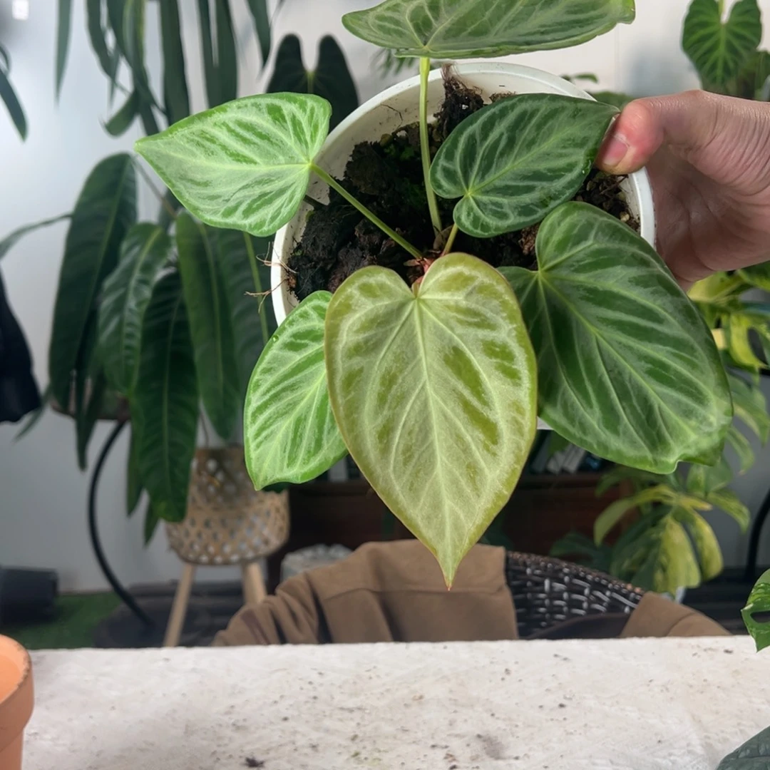 完全开放印尼进口银色面纱