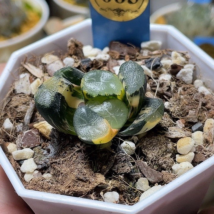 683白妙万象锦特选福利