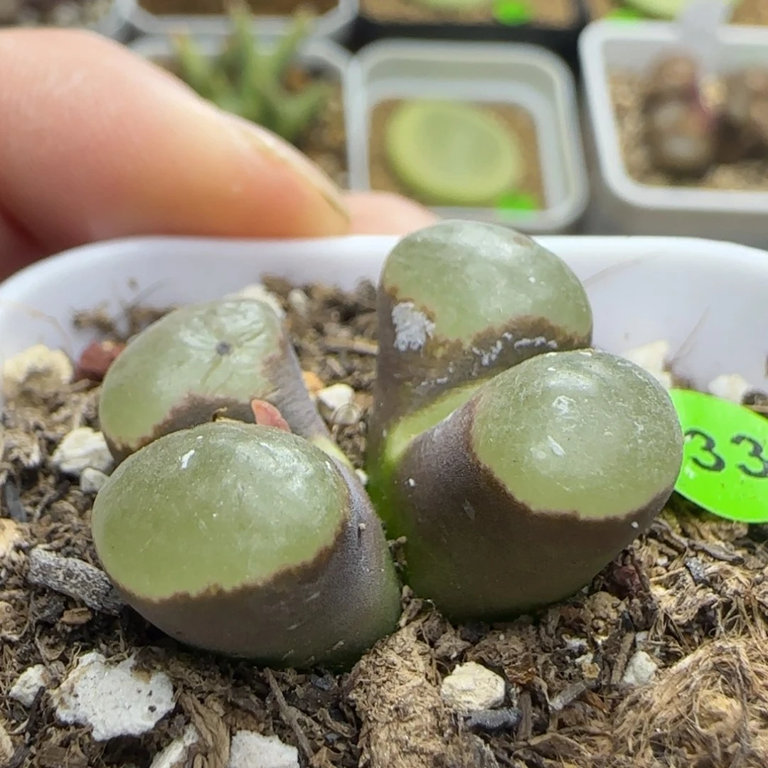 磁铁2.1多肉植物933