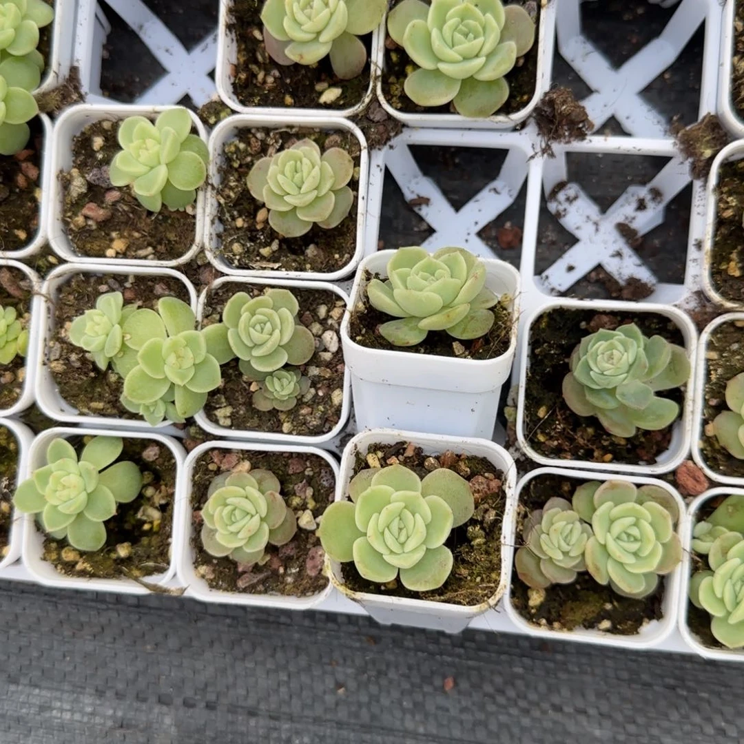 海月盆一个9床满25包邮