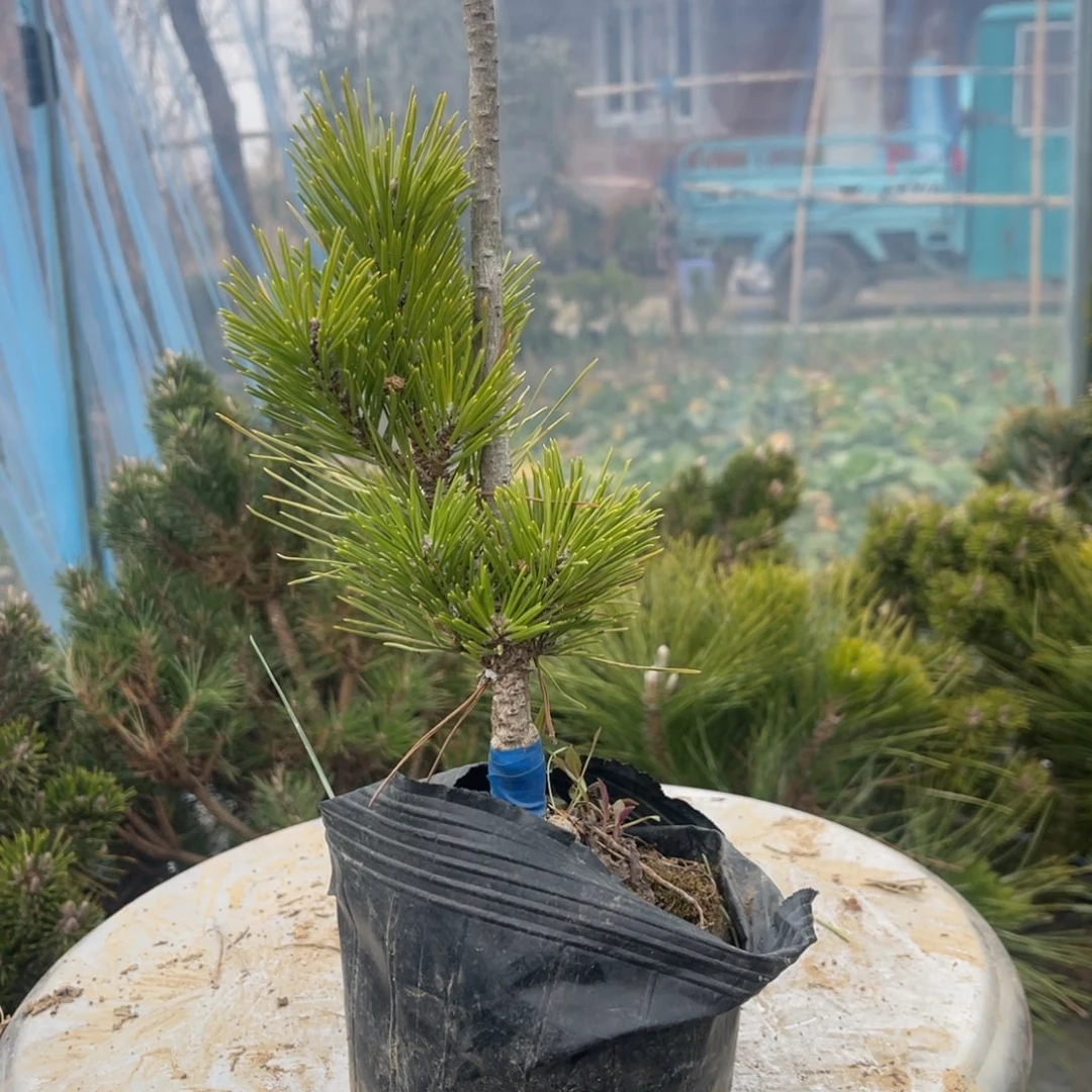 瑞宝黑松一颗13.9链接