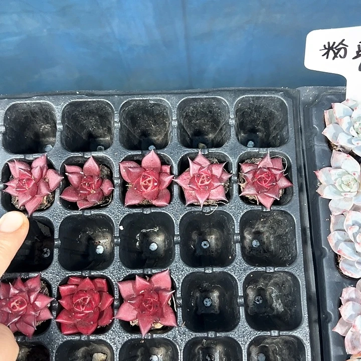 L***i罗宾 满10颗包邮