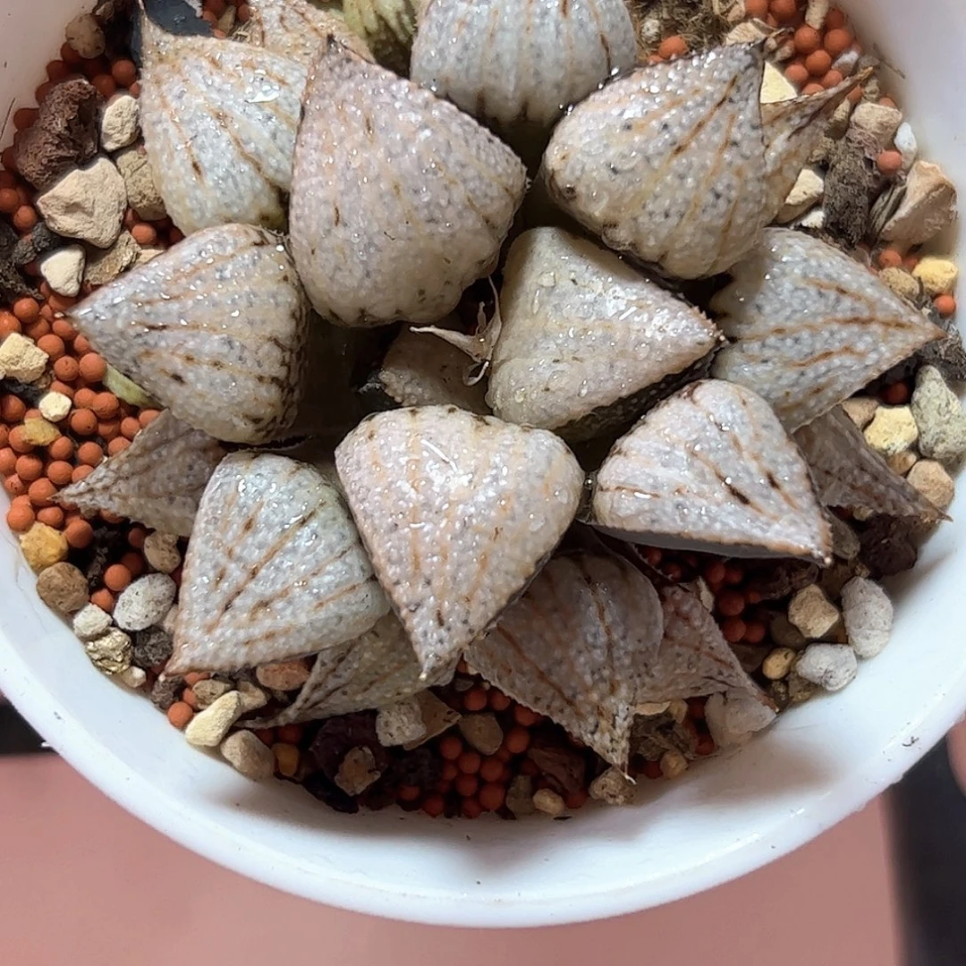 世界一号白银十二卷多肉