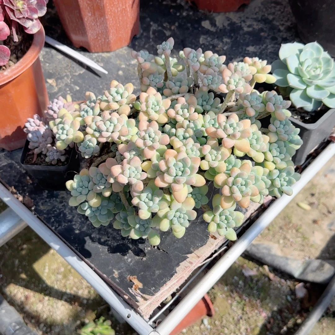 无花朵奶酪蛋糕老桩