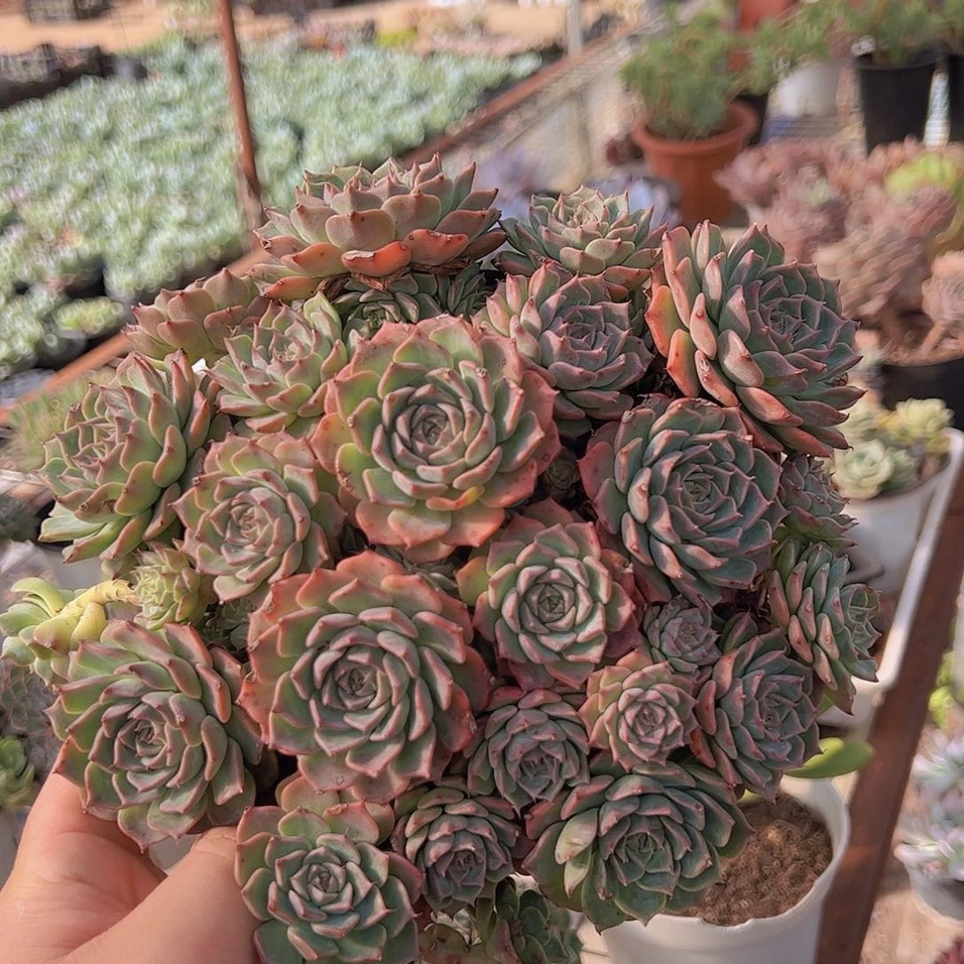 原始海滨格瑞带盆土发货