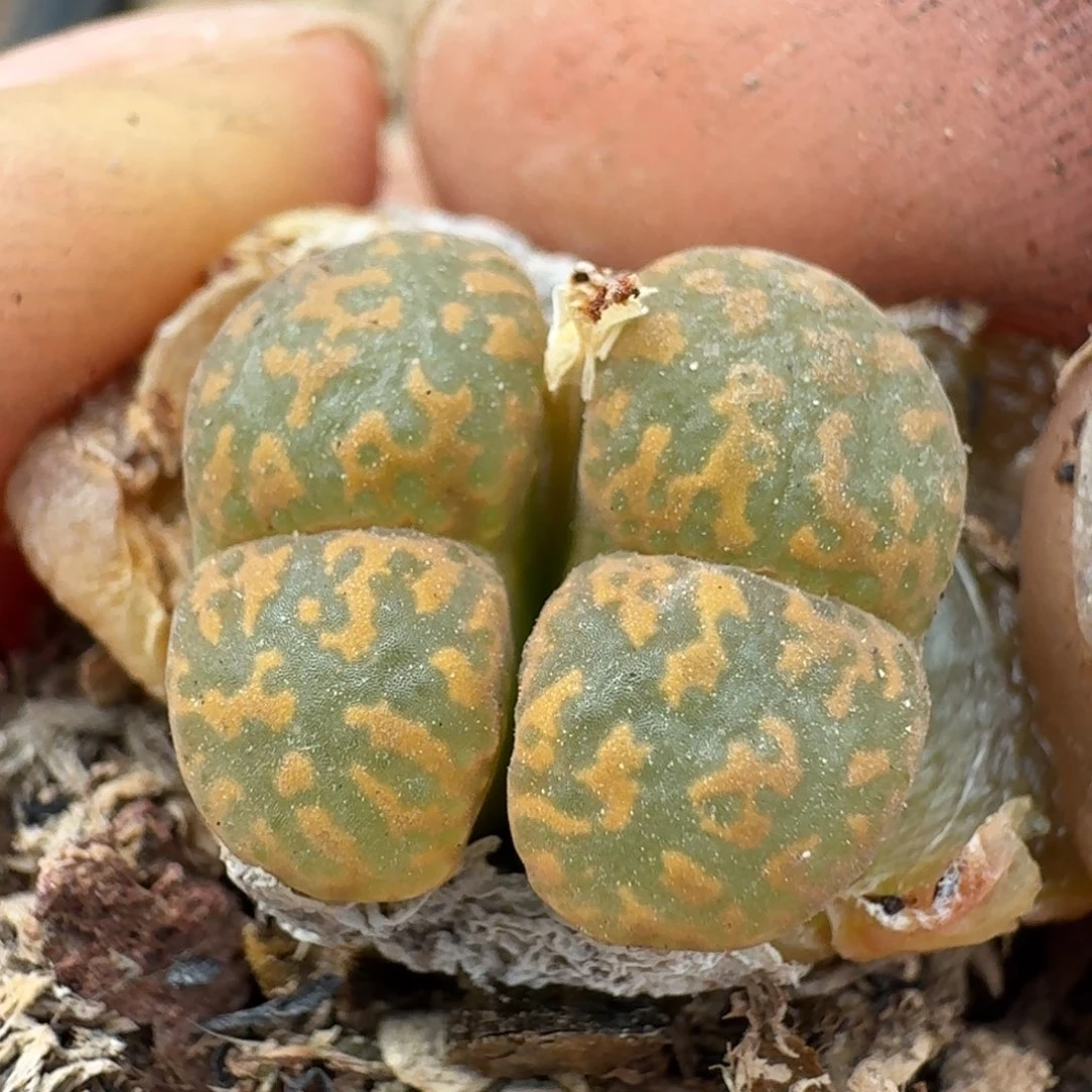 184勋章一颗葫芦咯五兔子