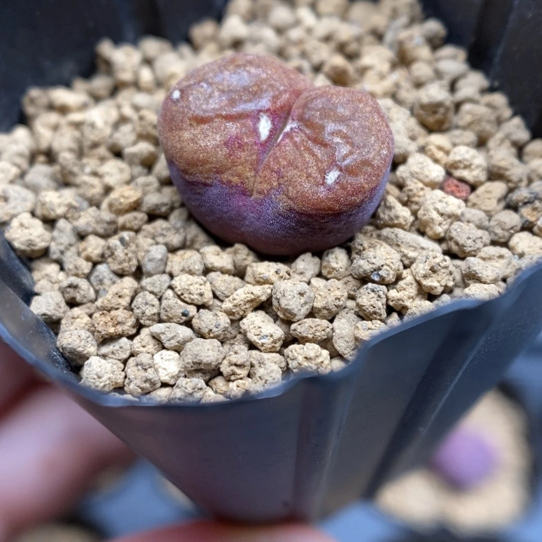 多肉植物肉锥杂交K-5188 风毛 晒伤福利